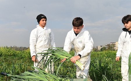 Osmangazi’de Pırasa Hasadıyla Doğallık Sofralara Taşınıyor
