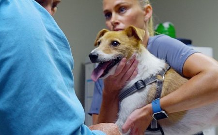 ‘Heartland Veterinerleri: Pati ve Pençe’, 3 Kasım Pazartesi 21.00’de National Geographic WILD Ekranlarında İzleyicilerle Buluşuyor!
