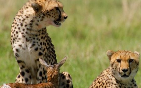 ‘Afrika’nın Vahşi Dahileri’, 2 Kasım Pazar 20.00’de National Geographic WILD Ekranlarında!