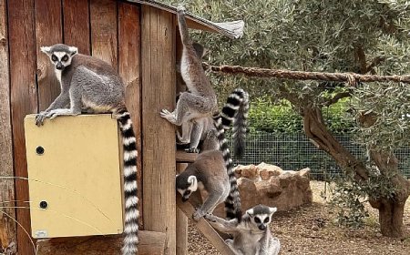 İzmir Doğal Yaşam Parkı’nda Davranış Zenginleştirme Atölyesi