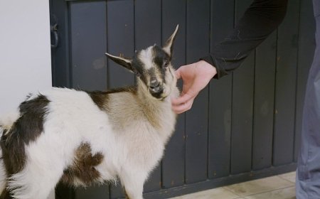 ‘Heartland Veterinerleri: Keçiler Özel’, 25 Ekim Cumartesi 21.00’de National Geographic WILD Ekranlarında!