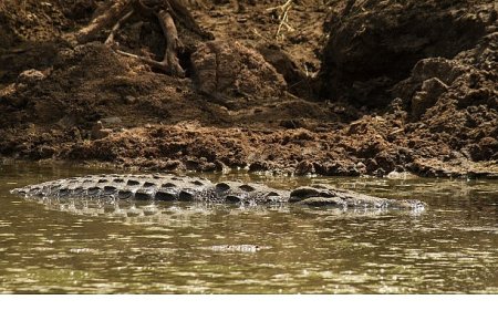 ‘Timsah Savaşları: Grumeti ve Mara’, 26 Ekim Pazar 20.00’de National Geographic WILD Ekranlarında!