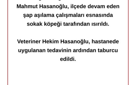 Bursa’da veteriner hekim sokak köpeği tarafından ısırıldı!