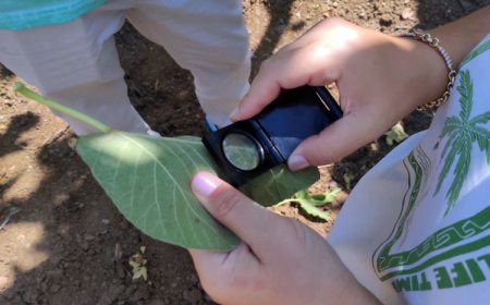 Bursa Mudanya’da incir üreticilerine kırmızı örümcek uyarısı
