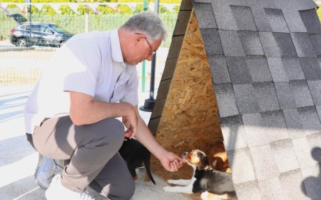 Mudanya Belediyesi 47 can dostu sahiplendirdi