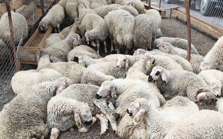 Çankaya Kurban Bayramına Hazır