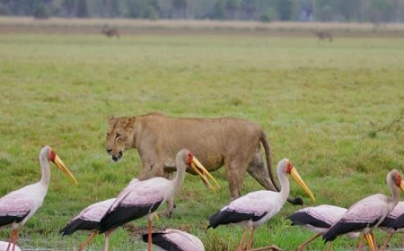 ‘Yırtıcıların Geri Dönüşü’   27 Nisan Pazar Günü 20.00’de   National Geographic WILD Ekranlarında!