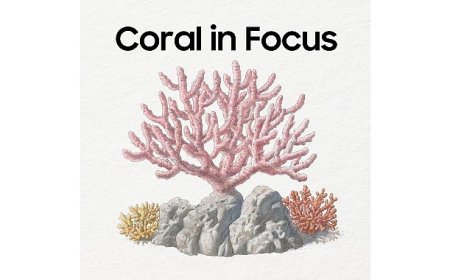 Samsung Galaxy teknolojisiyle 25 basketbol sahası büyüklüğündeki mercan resifi habitatı restore edildi