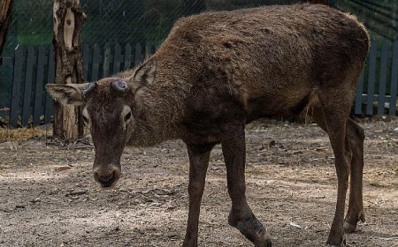 Yaralı olarak fabrikaya sığınan geyik emin ellerde