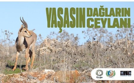 Hatay Dağ Ceylanlarının Geleceği için Yeni Adımlar Atılıyor.