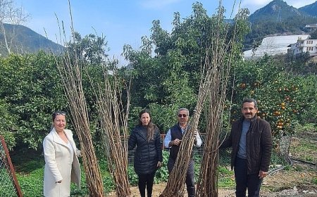 Büyükşehir’den dut fidanı desteği