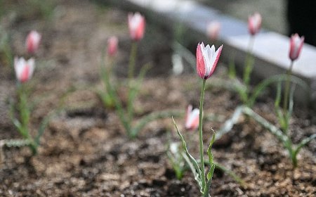 Bornova Lalesi 30 yıl sonra yeniden çiçek açtı