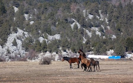 Büyükşehir yılkı atları için doğaya saman bıraktı