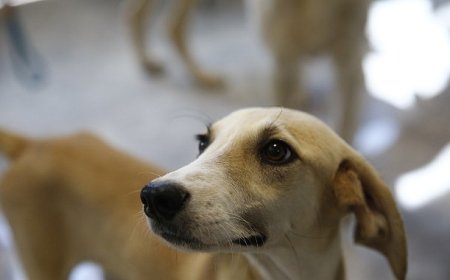 Büyükşehir petshop sahiplerine ücretsiz eğitim verecek