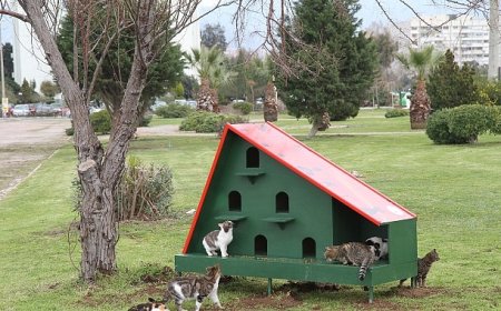 Karşıyaka Belediyesi’nden sahipsiz hayvanlar için örnek uygulama