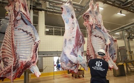 Sağlıklı ve güvenilir etin adresi Büyükşehir mezbahası