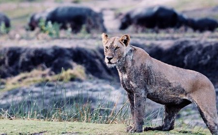 3 Bölümden Oluşan ‘Katavi: Afrika’nın Yitirilmiş Cenneti’ 5 Mart Çarşamba Günü 20.00’de National Geographic WILD Ekranlarında!