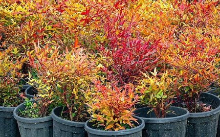 İzmir’in renkleri Büyükşehir fidanlıklarında filizleniyor