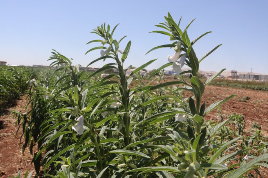 Urfa Susamı yeniden hayat buluyor