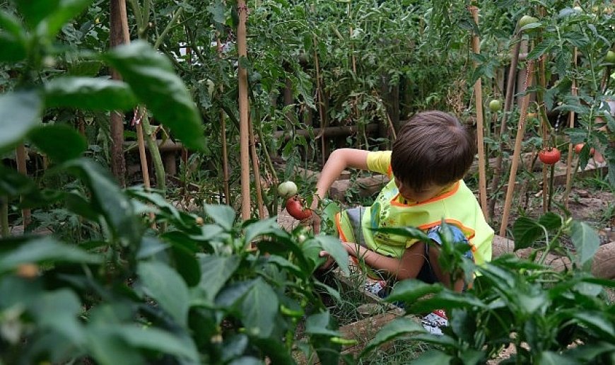 Lokomotif Çocuk Köyü’nde hasat sevinci
