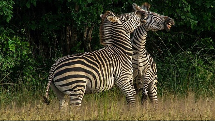 ‘Nehirde Yaşam Mücadelesi’ 2 Ağustos Cumartesi 20.00’de National Geographic WILD Ekranlarında İzleyicilerle Buluşuyor!