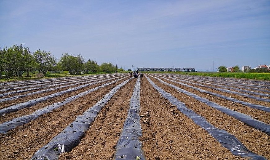 Ayvalık Üretim ve Pazarlama Kooperatifi’nden Örnek Proje: Çilekten Reçele Uzanan Yolculuk