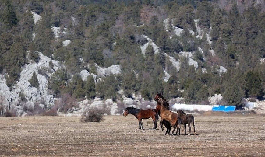 Büyükşehir yılkı atları için doğaya saman bıraktı