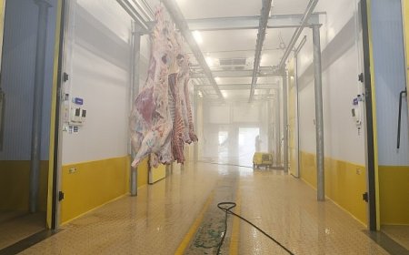 Büyükşehir Mezbahası'nda hijyenik ve helal kesim