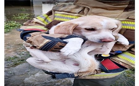 İzmir İtfaiyesi tüm canlıların imdadına yetişiyor