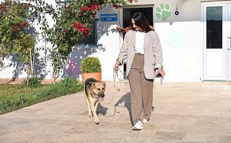 Can dostlar yeni yuvalara sahiplendiriliyor