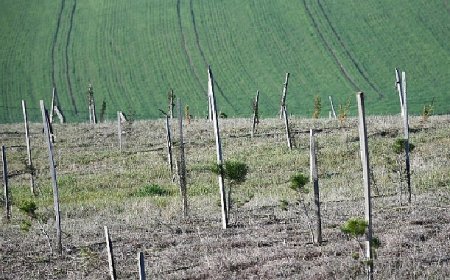 3 yılda 7 bin 761 fidan dikildi