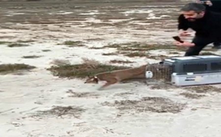 Ağır yaralı bulundu, sağlıklı şekilde doğaya salındı