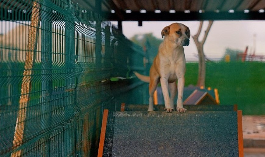 Didim Belediyesi'nden can dostlara sevgiyle hizmet