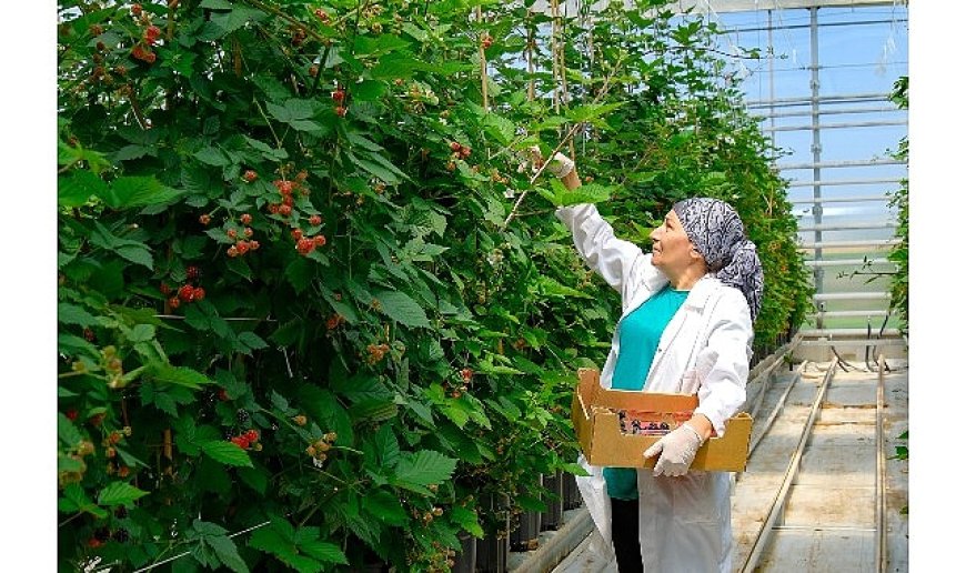 Seralarda sel felaketine   Elara Tarım’dan dirençli çözüm