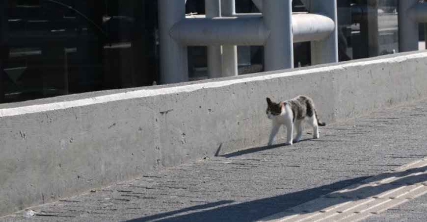Burulaş'tan patili dostlar için düzenli ve güvenli beslenme çağrısı