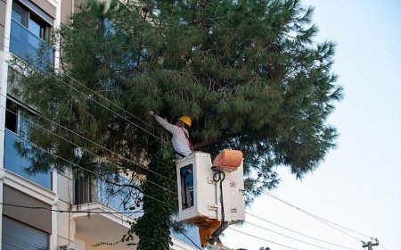 Karşıyaka’da budama seferberliği: Ağaçlar bahara hazırlanıyor