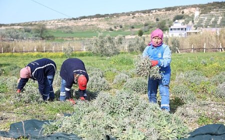 Didim Belediyesi’nden 'Üreten Belediyecilik' Uygulaması