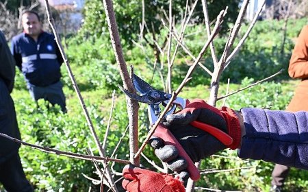 ATASEM’de uygulamalı ağaç budama eğitimi