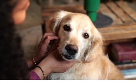 Boehringer Ingelheim’dan Küresel Araştırma