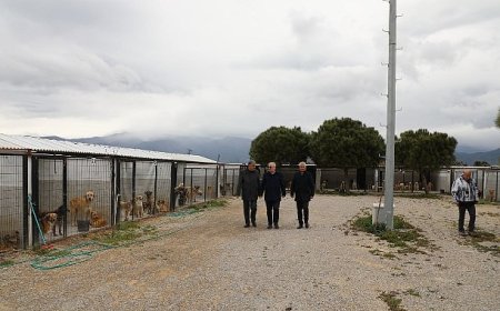 Başkan Ertaş’tan sokak hayvanlarına ilişkin açıklama