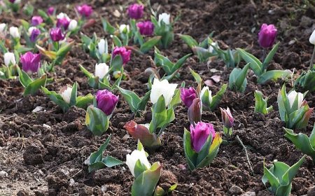 Osmangazi’de 2026 Yılında 470 Bin Çiçek Toprakla Buluşacak