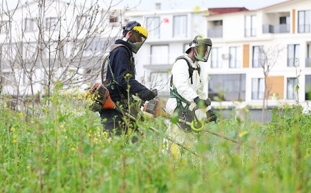 Osmangazi Yabani Otlardan Temizleniyor