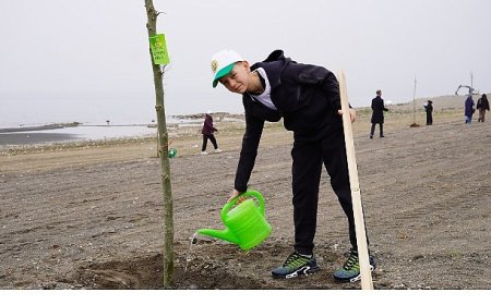 Yeni Yaşam Alanında Çınar Ağaçları Yükselecek