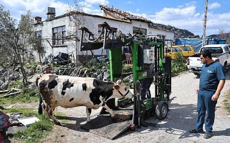 Büyükşehir’den Gündoğmuşlu üreticilere tırnak bakım desteği