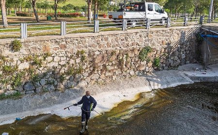 “Mevsimsel sinekler zararsız”