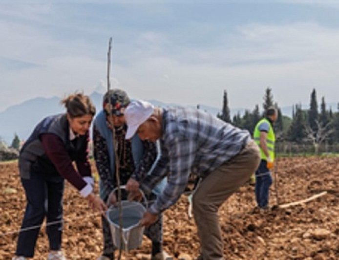 Kesilen cevizlerin yerine umut filizlendi