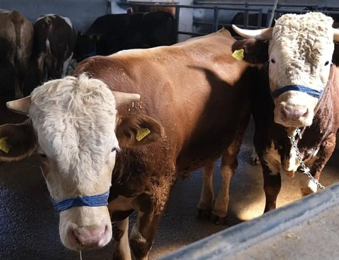 İnegöl Belediyesi Hayvan Pazarının Kotra İhale Tarihi Belli Oldu