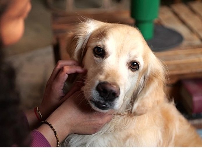 Boehringer Ingelheim’dan Küresel Araştırma