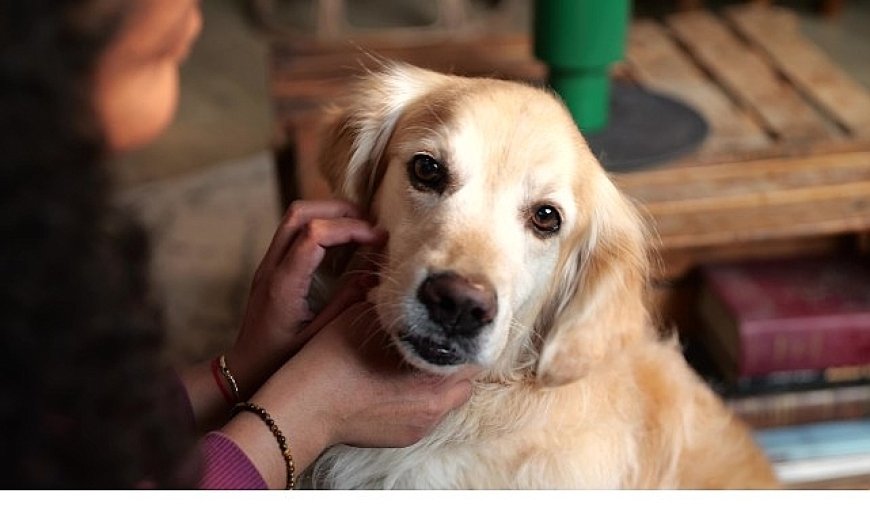 Boehringer Ingelheim’dan Küresel Araştırma