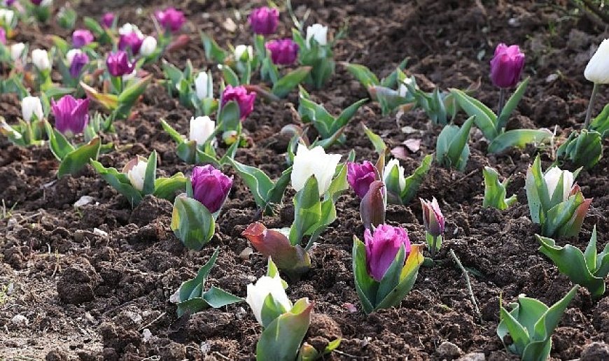 Osmangazi’de 2026 Yılında 470 Bin Çiçek Toprakla Buluşacak